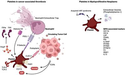 Mechanisms of platelet activation in cancer-associated thrombosis: a focus on myeloproliferative neoplasms